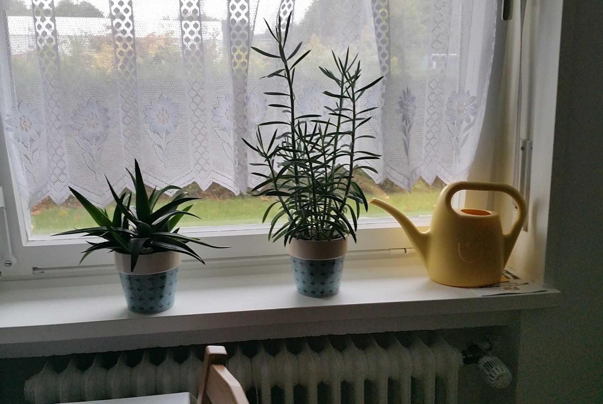 Ferienwohnung Rombachs Spatzennest Herbolzheim Dış mekan fotoğraf